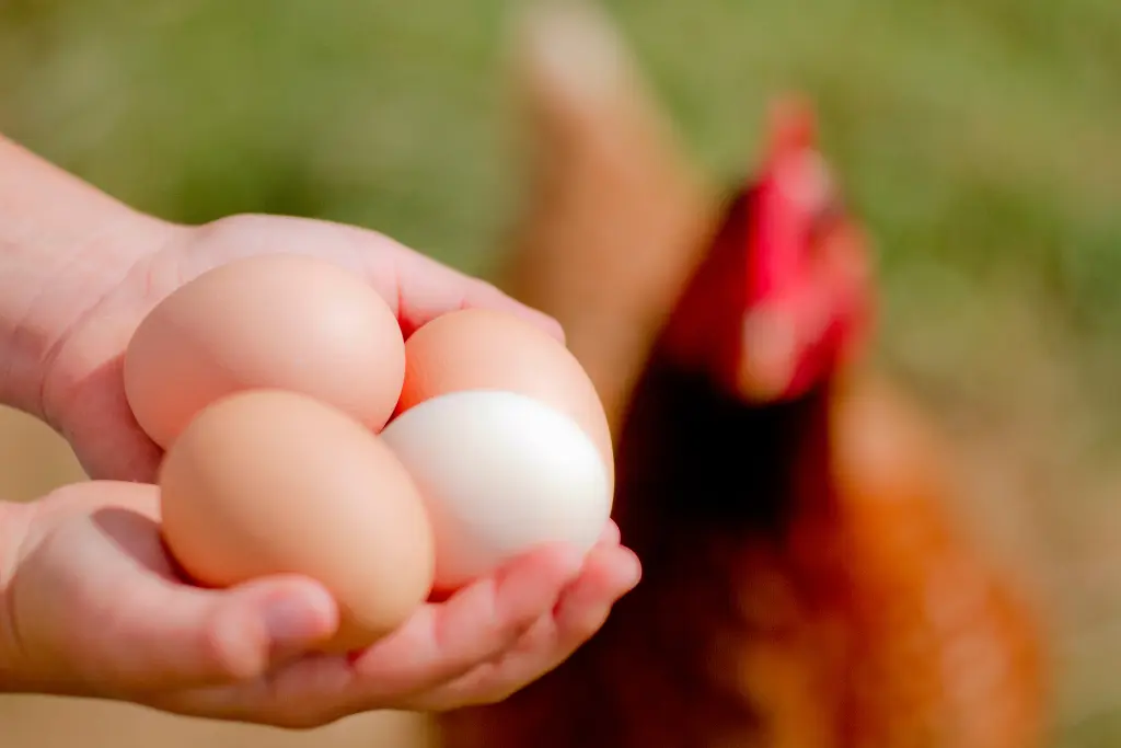 How-Long-Are-Farm-Fresh-Eggs-Good-For.webp