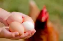 How-Long-Are-Farm-Fresh-Eggs-Good-For.webp