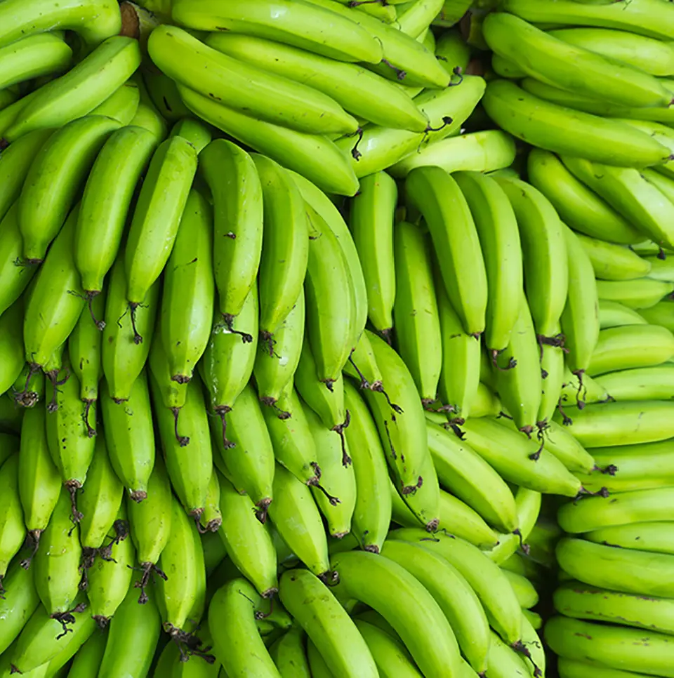 plantain-1.webp