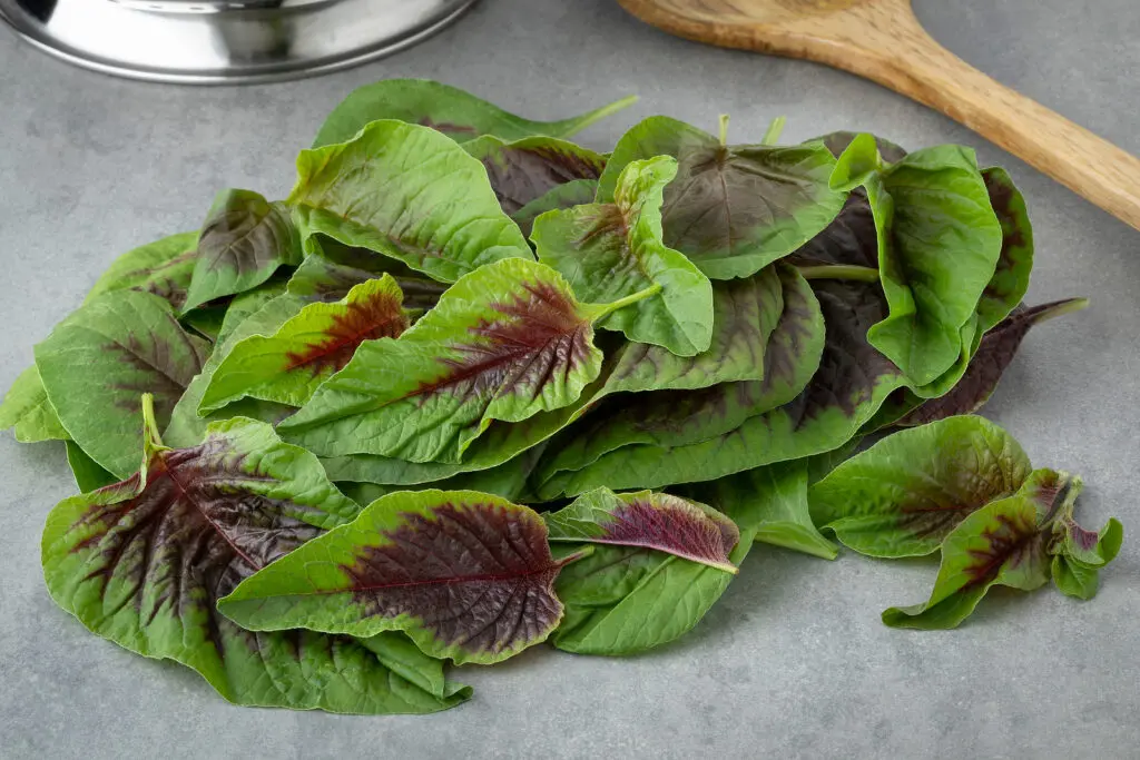 Amaranth-tricolor-bigstock-Fresh-raw-edible-amaranth-leav-427380380-1024x683.webp