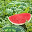 Watermelon_All_Sweet.webp