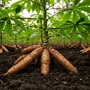 bunch-freshly-harvested-cassava-roots-600nw-2619866565.webp