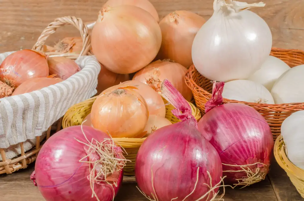 Onion-bulbs-shapes-variety-colours-sizes.webp