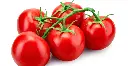 Tomatoes-sh769524253.jpg.webp