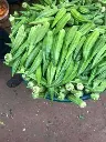 Fresh_Okro_vegetables.webp