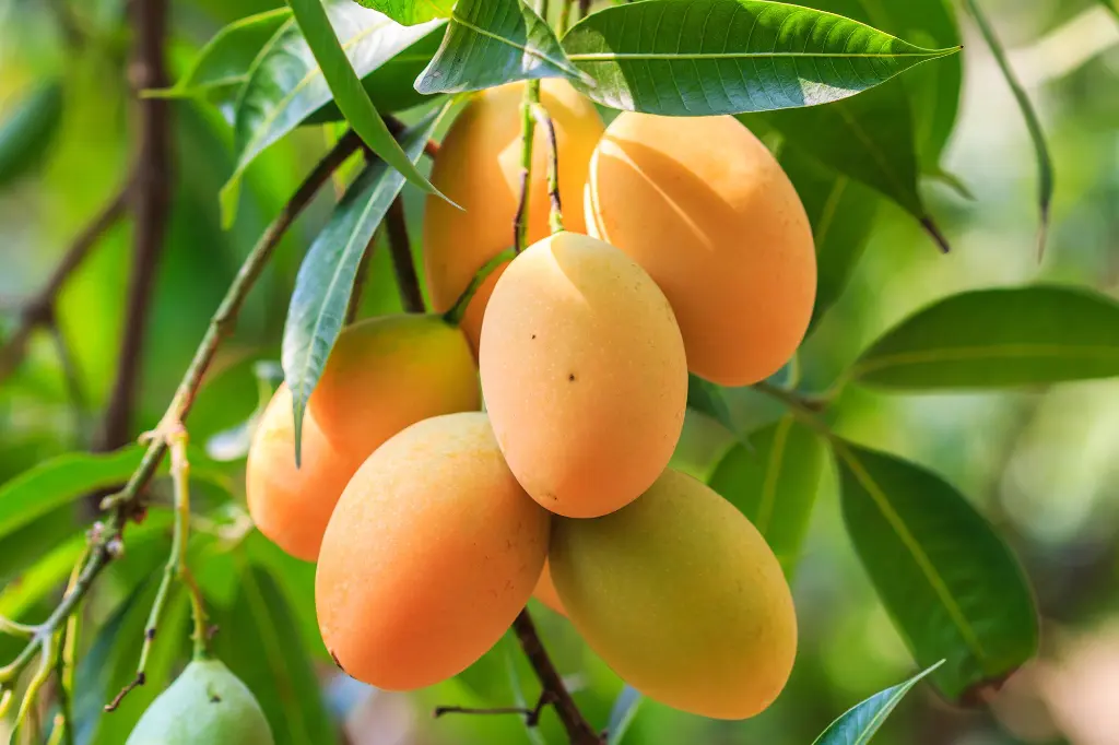 Mangoes.webp