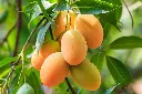 Mangoes.webp