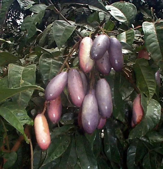 Dacryodes+edulis++1.webp