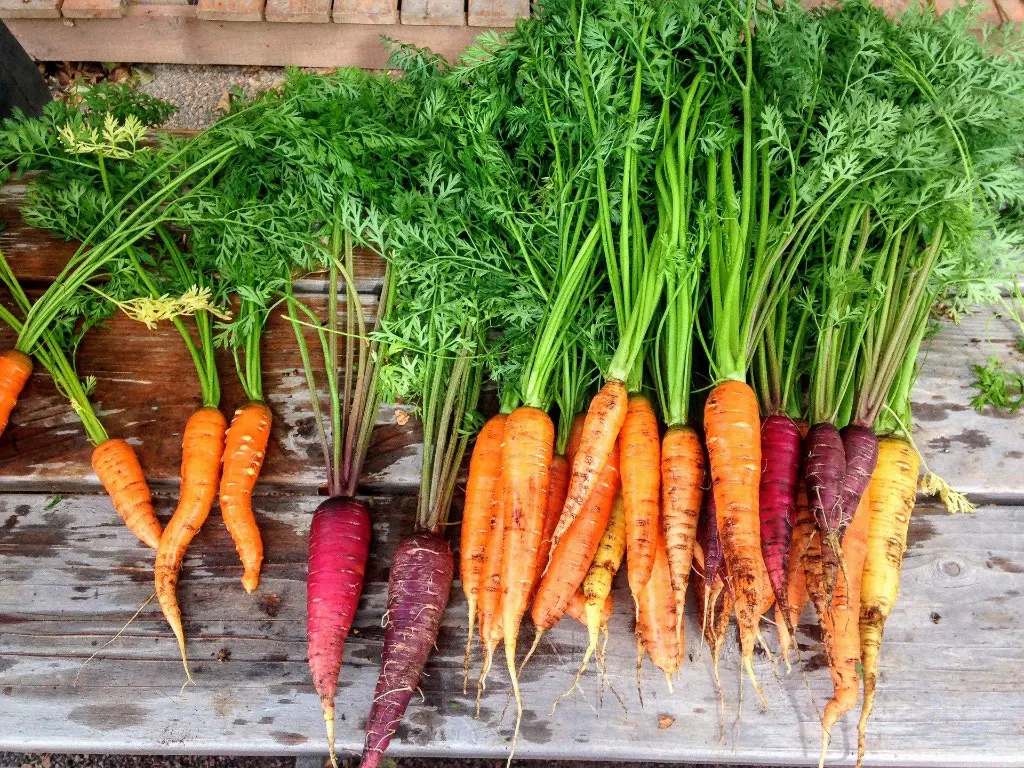 Veg_crop_carrot-2743498_1920_Pix.webp