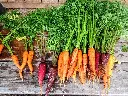Veg_crop_carrot-2743498_1920_Pix.webp