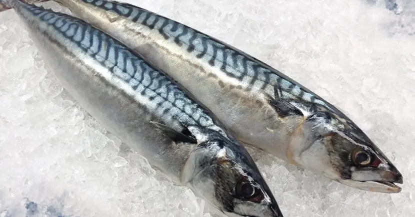 mackerel-830x435.webp