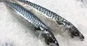 mackerel-830x435.webp