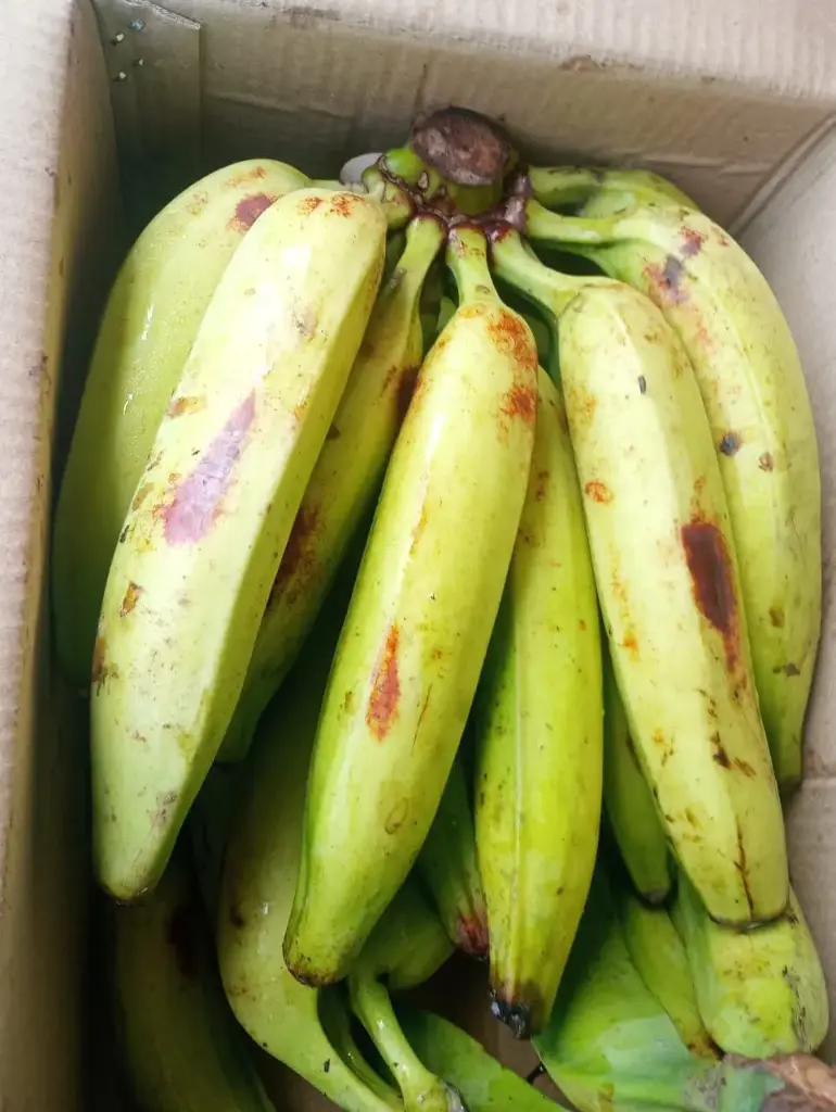 Green plantain