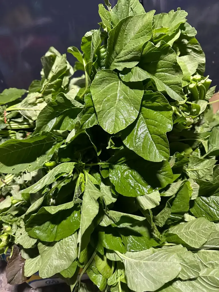 Tricolor tampala Vegetable