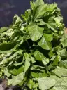Tricolor tampala Vegetable