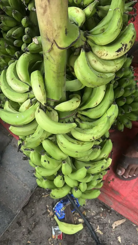 Green Banana