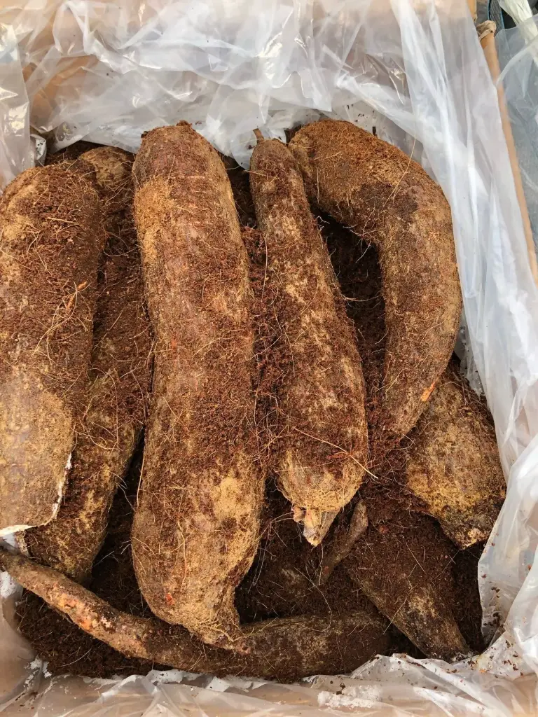 Cassava (Yuca/Manioc)