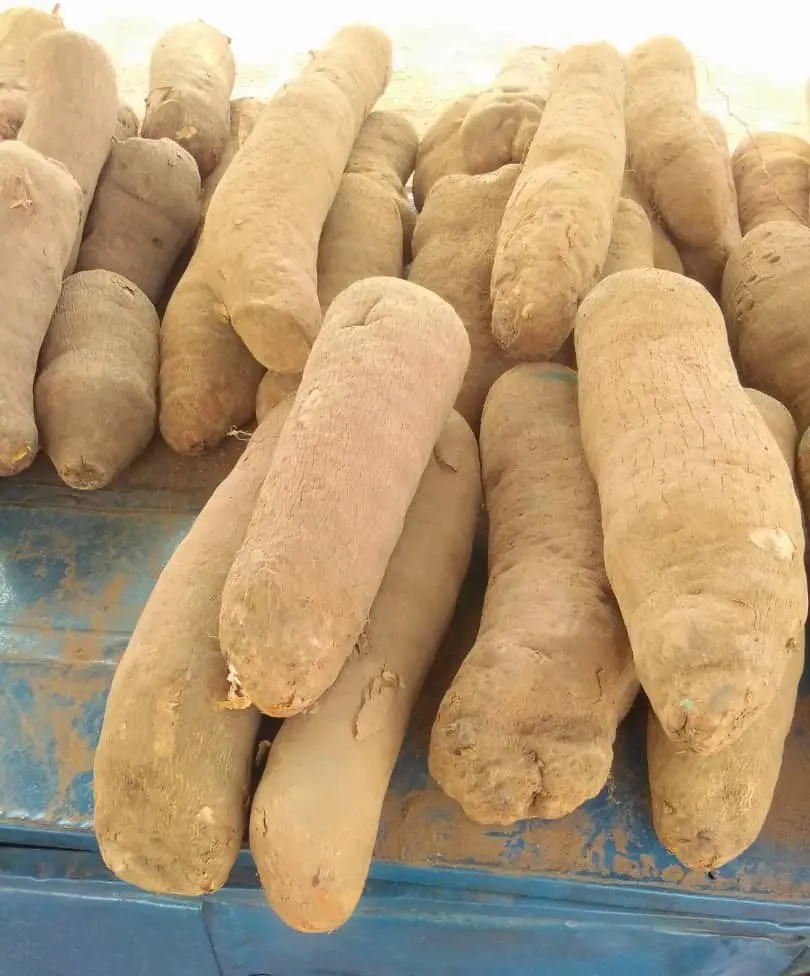 Yam
