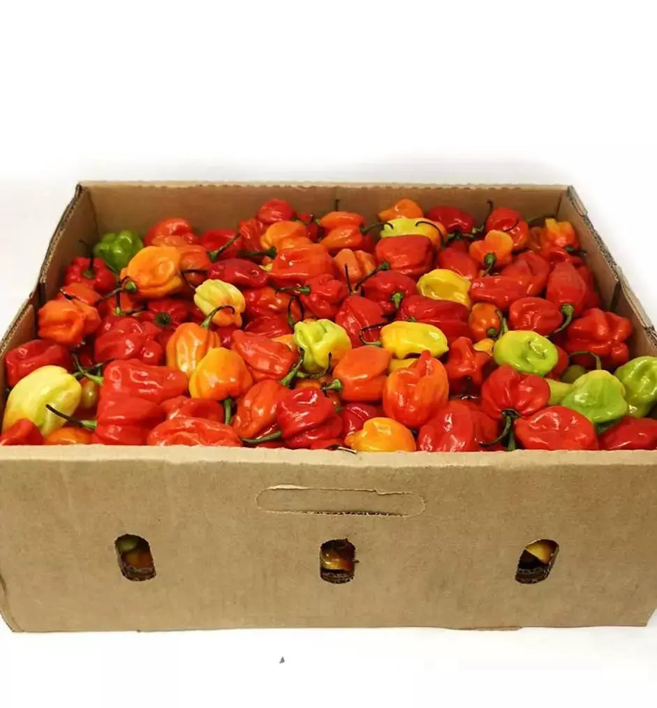 Habanero African Pepper
