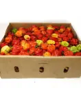 Habanero African Pepper