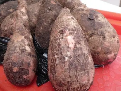 Coco Yam