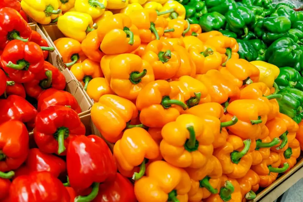 Capsicum
