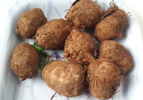 Coco Yam (China Variety)