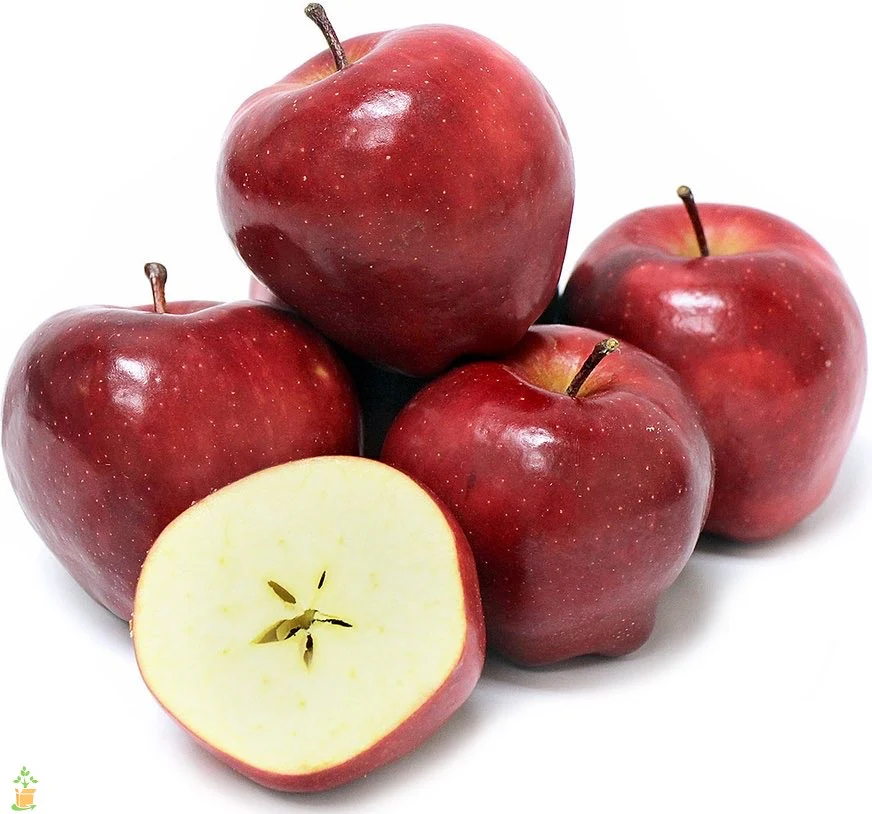 Fresh Apple