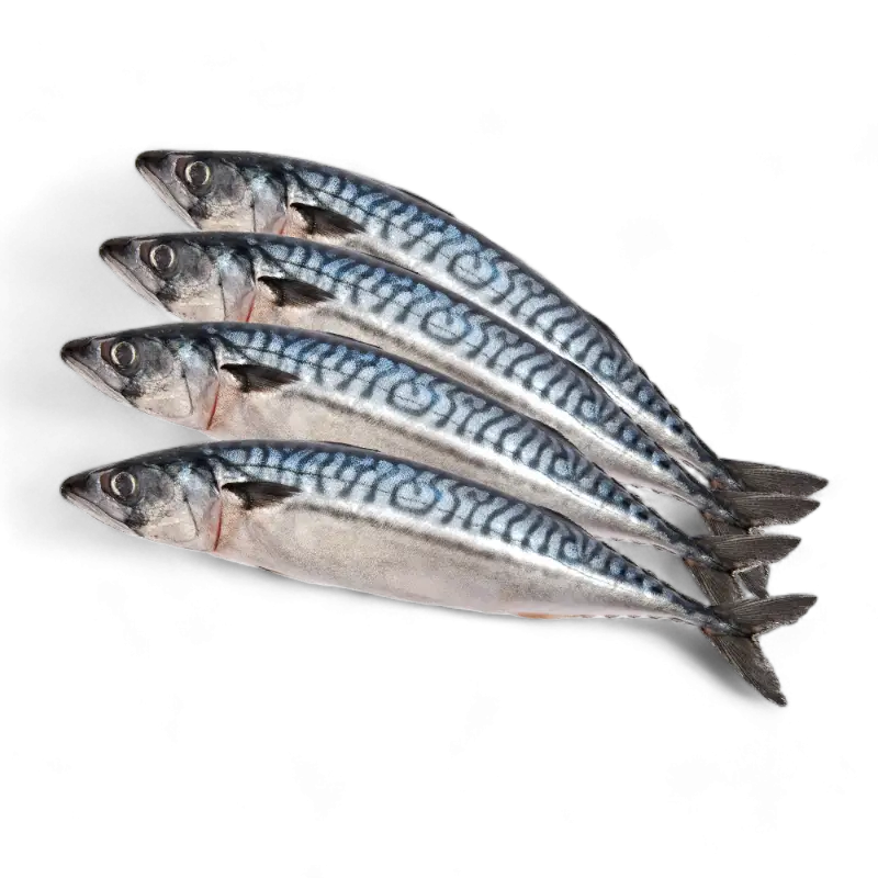 African Mackerel (Titus Fish)