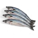 African Mackerel (Titus Fish)